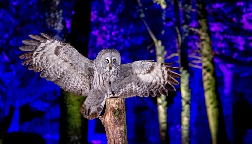 Hawk Conservancy Winter Woodland Lights